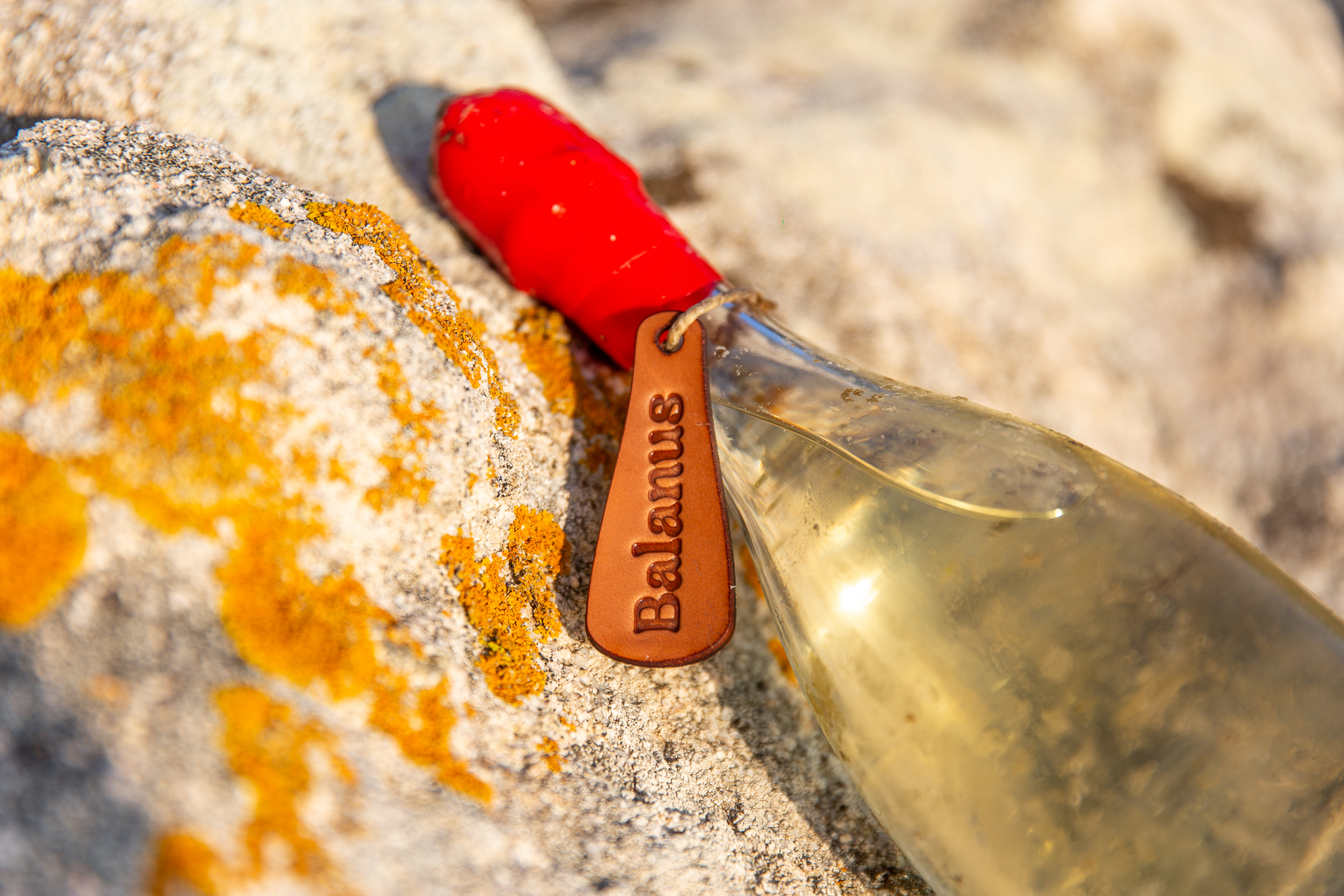 Bottiglia Balanus sulla roccia in spiaggia, Sardegna