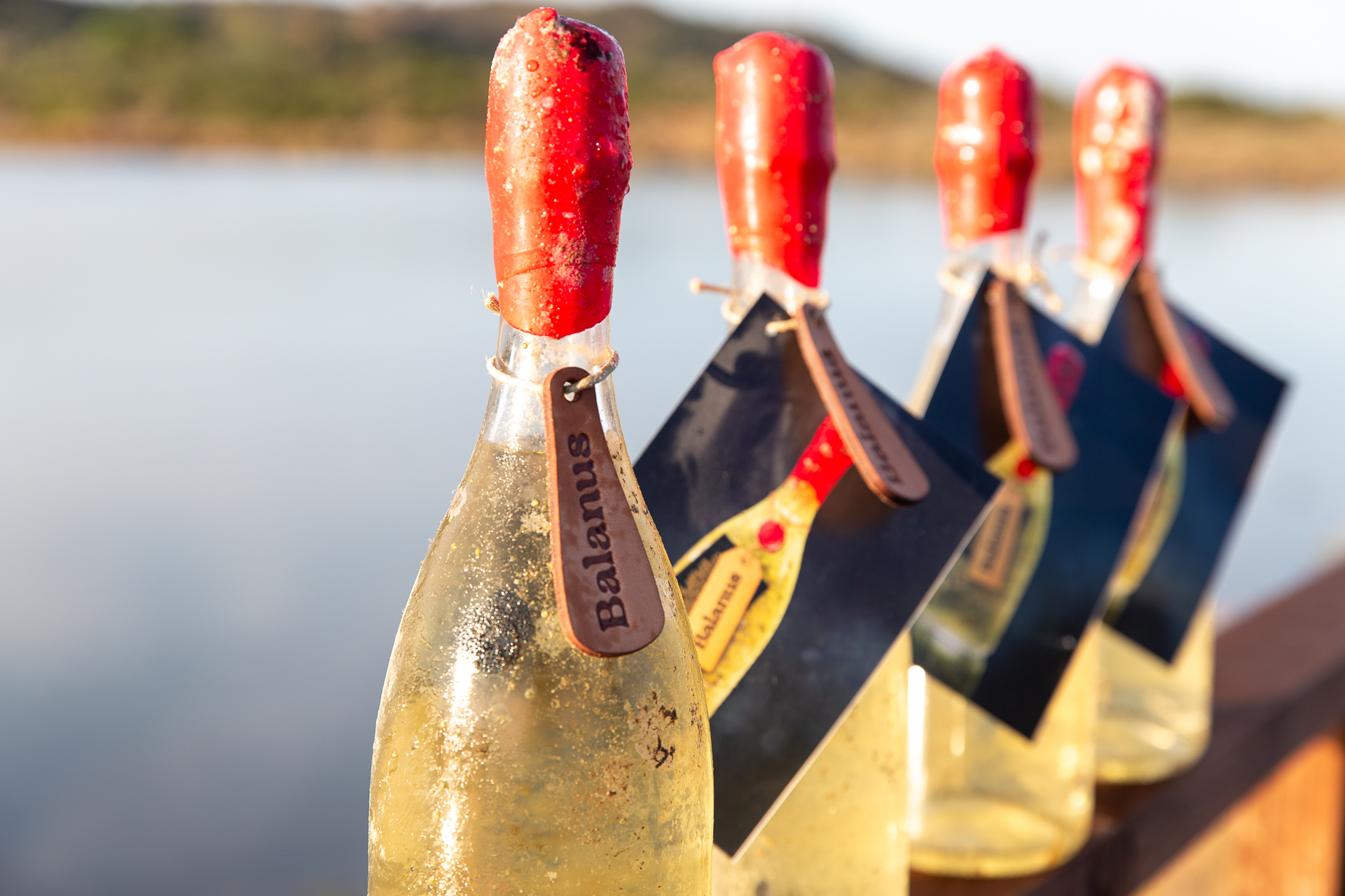 Bottiglie Balanus in serie — incrostazioni marine