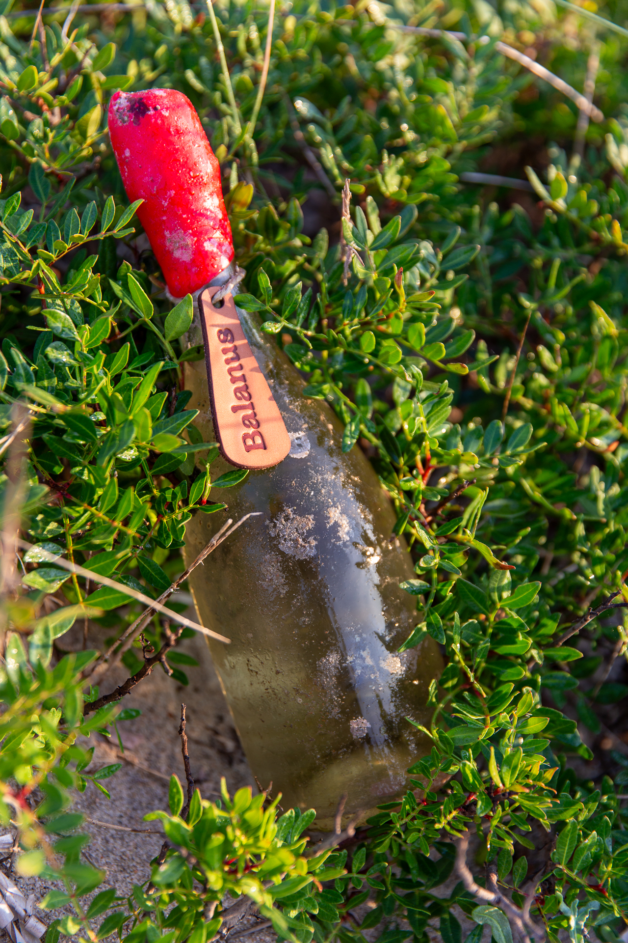 Bottiglia Balanus nella natura sarda